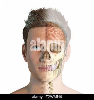 Testa di uomo con cranio e cervello sfumato. Vista frontale, metà faccia e metà cranio/cervello su sfondo bianco. Immagine di anatomia. Foto Stock