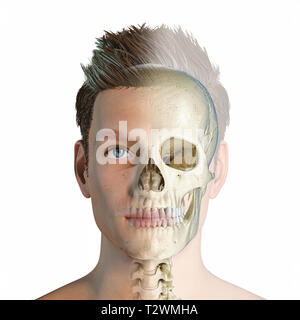 Testa di uomo con cranio in effetto fantasma. Vista anteriore su sfondo bianco. Foto Stock