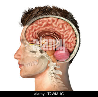 Testa di uomo con cranio sezione trasversale con taglio del cervello. Vista laterale su sfondo bianco. Foto Stock