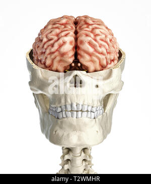 Cranio umano in sezione trasversale con il cervello. Vista anteriore su sfondo bianco. Foto Stock