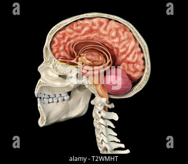 Cranio umano sagittale metà sezione con il cervello. Vista laterale su sfondo nero. Foto Stock