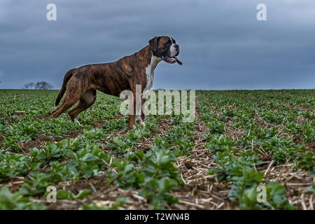 Ritratti di cane e cane da lavoro immagini Foto Stock