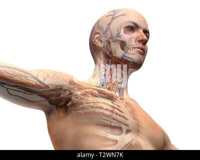 Uomo di testa e torace schema anatomico con effetto fantasma. Scheletrico, cardiovascolare, nervoso e sistemi linfatico. Foto Stock