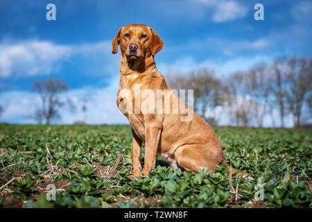 Ritratti di cane e cane da lavoro immagini Foto Stock