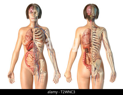 Donna anatomia del sistema cardiovascolare con scheletro e organi interni, posteriore e anteriore viste. Foto Stock