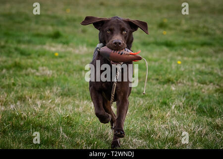 Ritratti di cane e cane da lavoro immagini Foto Stock