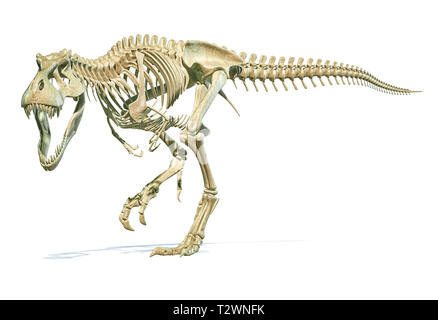 Tyrannosaurus Rex dinosauro fotorealistico 3D rendering di scheletro completo su sfondo bianco. Foto Stock