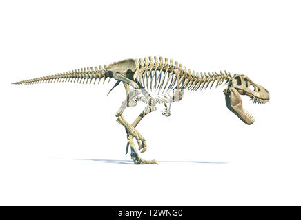 Tyrannosaurus Rex dinosauro fotorealistico 3D rendering di scheletro completo su sfondo bianco. Foto Stock