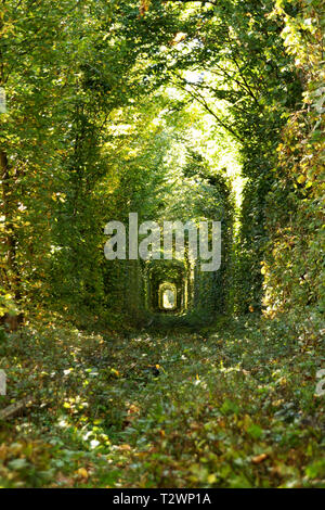 La meraviglia della natura - vero e proprio tunnel di amore, alberi verdi e la ferrovia, Ucraina. Amore Foto Stock