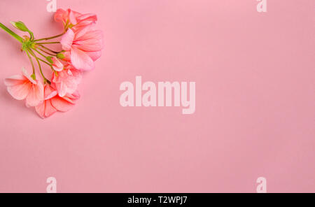 Il fiore di geranio di corallo si trova a colori sullo sfondo di un delicato color corallo. Close-up Foto Stock