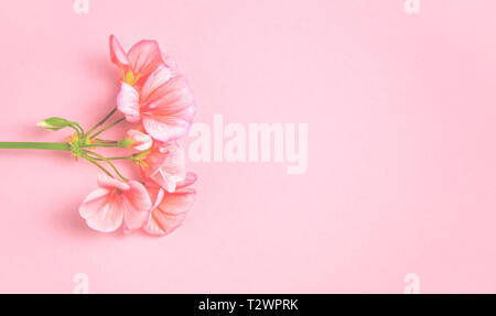 Il fiore di geranio di corallo si trova a colori sullo sfondo di un delicato color corallo. Close-up Foto Stock