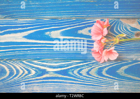 Il fiore di geranio di corallo si trova a colori su sfondo bianco. Close-up Foto Stock