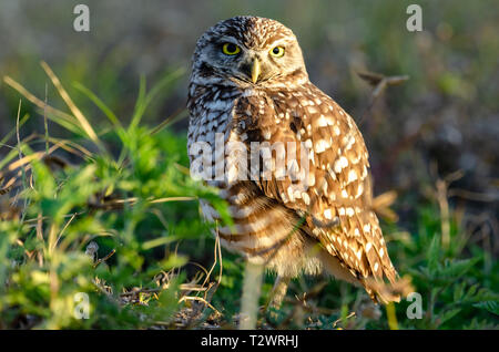 Scavando la civetta (Athene cunicularia floridana) in Florida Foto Stock