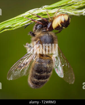 Poco miele delle api catturati da spider Foto Stock