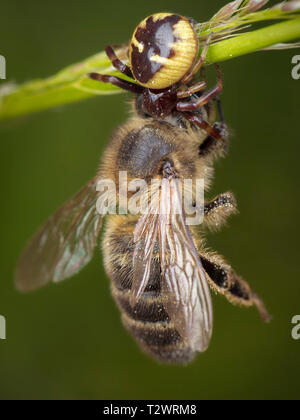 Poco miele delle api catturati da spider Foto Stock