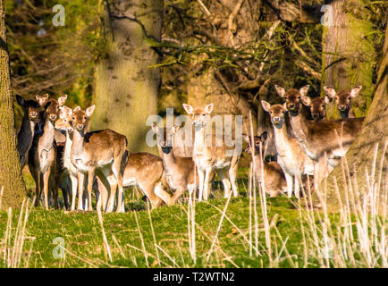 Daini (Dama Dama) nei boschi del parco Holkham, Holkham hall in North Norfolk, East Anglia, England, Regno Unito Foto Stock
