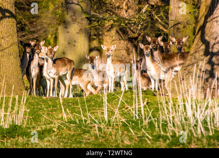 Daini (Dama Dama) nei boschi del parco Holkham, Holkham hall in North Norfolk, East Anglia, England, Regno Unito Foto Stock