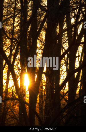 Impostazione di picchi di sun tramite un supporto di alberi di legno duro. Foto Stock