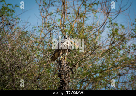 Laggar falcon o Falco jugger ritratto.look aggressivo e seduto su un pesce persico a tal chappar blackbuck santuario, India Foto Stock