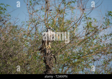 Laggar falcon o Falco jugger ritratto.look aggressivo e seduto su un pesce persico a tal chappar blackbuck santuario, India Foto Stock