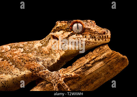 Gargoyle gecko (Rhacodactylus auriculatus) o Nuova Caledonian accidentato Gecko è una specie di GECO si trova solo sul lato meridionale di Nuova Caledonia isola. Foto Stock