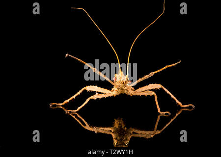 Giungla gigante ninfa maschio (Heteropteryx dilatata) noto anche come stick malese insetto o: la malese ninfa nella giungla. Primo piano con slective focus. Foto Stock