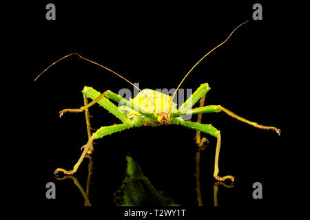 Giungla gigante nymph femmina (Heteropteryx dilatata) noto anche come stick malese insetto o: la malese ninfa nella giungla. Primo piano con slective focus. Foto Stock