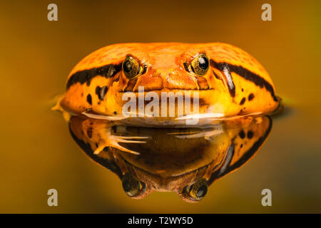 Rana pomodorro (Dyscophus) con riflesso nell'acqua, quando minacciato si gonfia il suo corpo. Rana pomodorro è endemica del Madagascar. Foto Stock