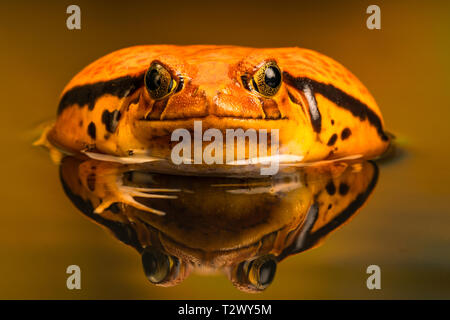 Rana pomodorro (Dyscophus) con riflesso nell'acqua, quando minacciato si gonfia il suo corpo. Rana pomodorro è endemica del Madagascar. Foto Stock