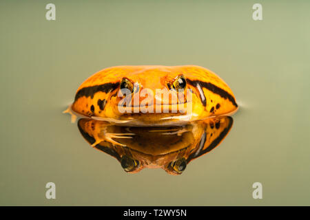 Rana pomodorro (Dyscophus) con riflesso nell'acqua, quando minacciato si gonfia il suo corpo. Rana pomodorro è endemica del Madagascar. Foto Stock