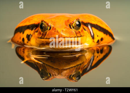 Rana pomodorro (Dyscophus) con riflesso nell'acqua, quando minacciato si gonfia il suo corpo. Rana pomodorro è endemica del Madagascar. Foto Stock