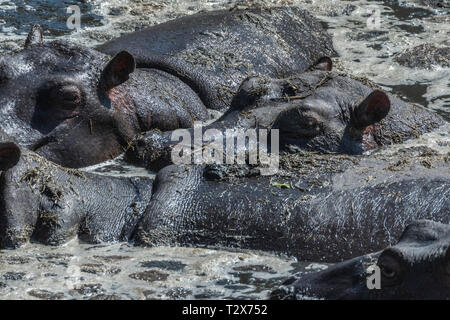 Ippopotami in appoggio in acqua fangosa sotto il sole caldo nel Maasai Mara Foto Stock