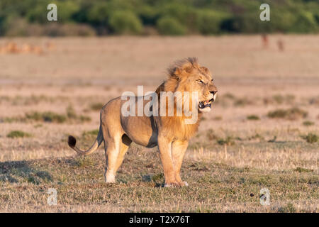 Ritratto di Lion con belle pellicce di sunrise, il Masai Mara Foto Stock