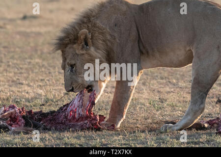 Leone e Leonessa mangiare gnu dopo la caccia al Sunrise, il Masai Mara Foto Stock