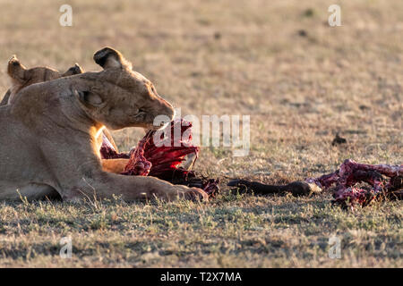 Leone e Leonessa mangiare gnu dopo la caccia al Sunrise, il Masai Mara Foto Stock