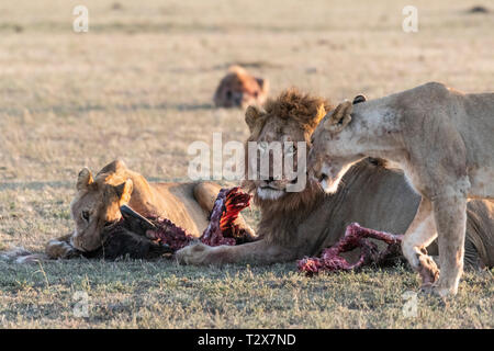 Leone e Leonessa mangiare gnu dopo la caccia al Sunrise, il Masai Mara Foto Stock