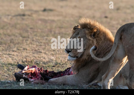 Leone e Leonessa mangiare gnu dopo la caccia al Sunrise, il Masai Mara Foto Stock