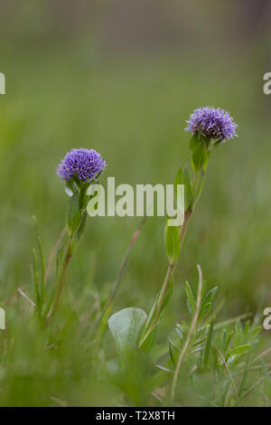 Echte Kugelblume, Globularia bisnagarica, comune fiore a sfera Foto Stock