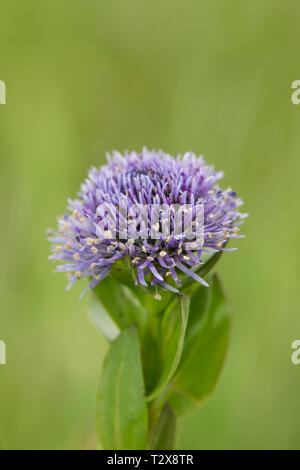 Echte Kugelblume, Globularia bisnagarica, comune fiore a sfera Foto Stock