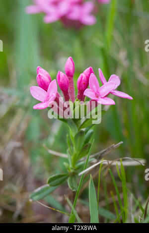 Echtes Tausendgüldenkraut, Centaurium erythraea, centaury comune Foto Stock