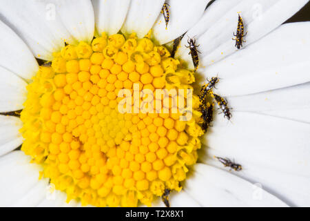 Fransenfluegler, Thysanoptera, Thrips Foto Stock