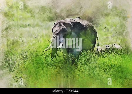 Navigando giovani elefanti africani o Loxodonta cyclotis a Savannah Foto Stock