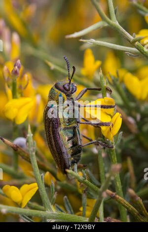 Della Kaefer, Coleotteri beetle Foto Stock