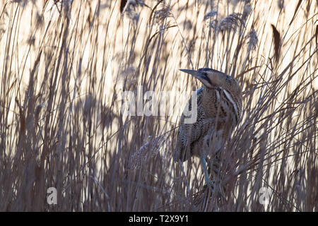 Rohrdommel, Botaurus stellaris, Eurasian tarabuso Foto Stock