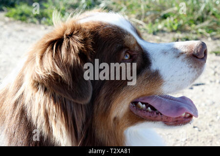 Rosso australiano maschio cane pastore Foto Stock