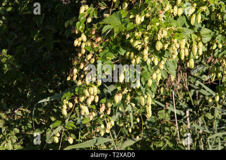 Wilder Hopfen, Humulus lupulus, luppolo Foto Stock