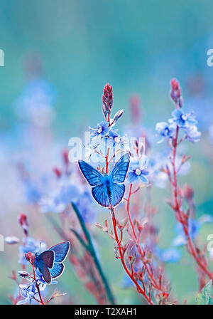 Due luminose poco farfalle blu seduto su una fioritura prato estivo con viola tonalità solari Foto Stock