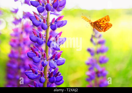 Bella maculato perla arancione farfalla vola nel giardino estivo accanto alla luminosa lilla e blu Fiori di lupino in una giornata di sole Foto Stock