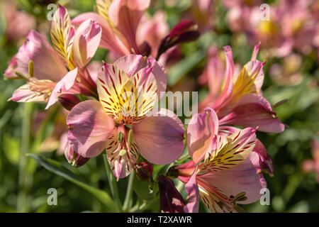 Un aiuola di Alstroemeria catturato nella luce solare durante la stagione estiva Foto Stock