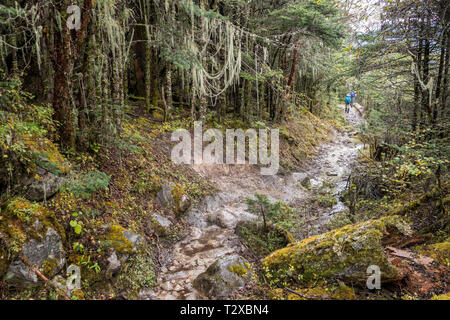 Nella foresta sulla strada per il villaggio di Woche, Gasa distretto, Snowman Trek, Bhutan Foto Stock